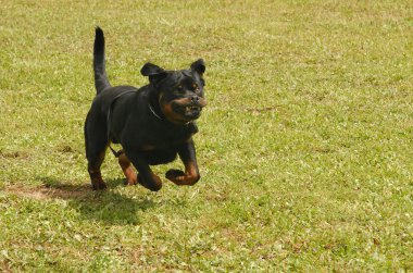 Rottweiler çalışan