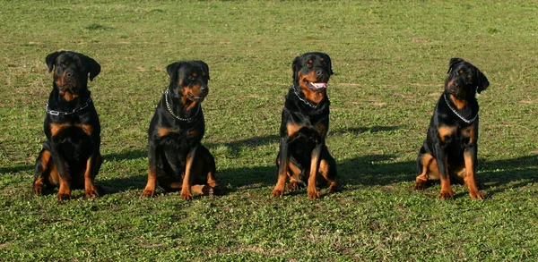 四个 rottweilers — 图库照片