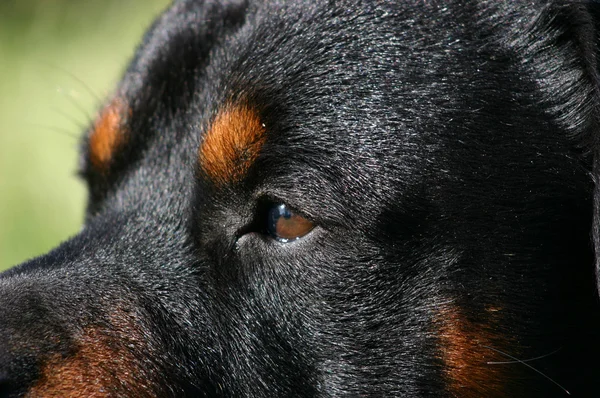 Occhi di rottweiler — Foto Stock
