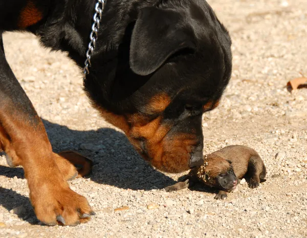Rottweiler e cachorrinho muito jovem — Fotografia de Stock