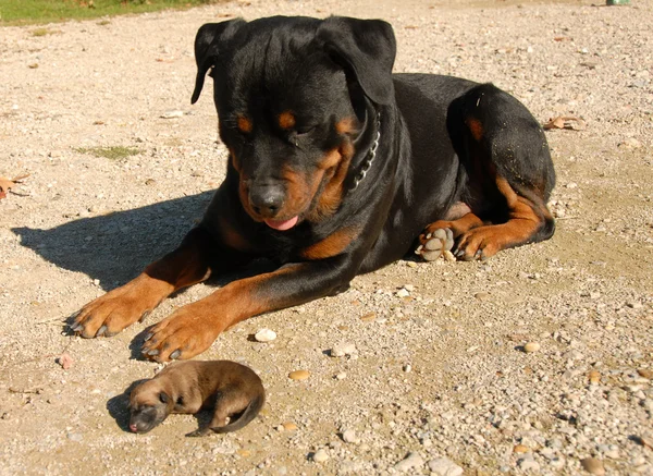 Rottweiler आणि कुत्रा — स्टॉक फोटो, इमेज