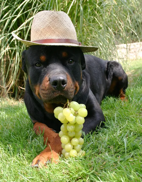 Rottweiler with hat and fruit — Stock Photo, Image