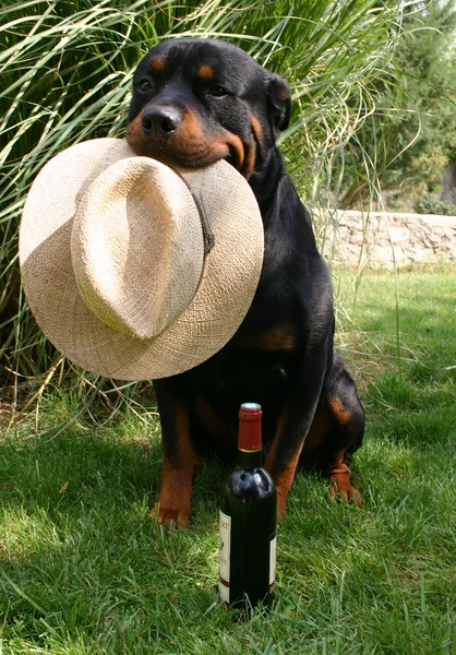 Rottweiler et chapeau — Photo