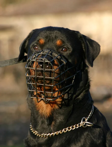 Rottweiler és szájkosár — Stock Fotó