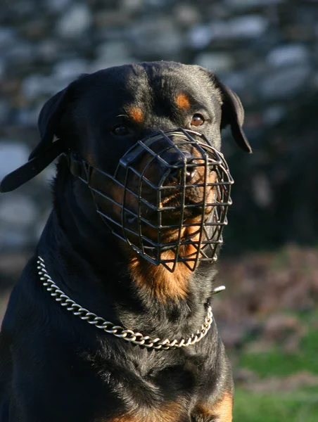 rottweiler muzzle
