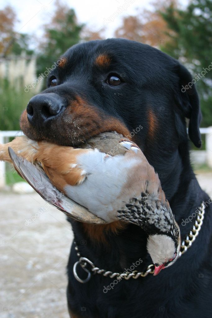 can a rottweiler be a hunting dog