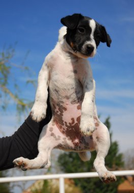 yavru jack russel terrier