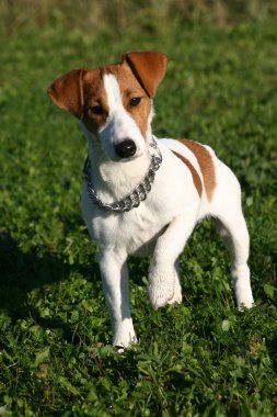 yavru jack russel terrier