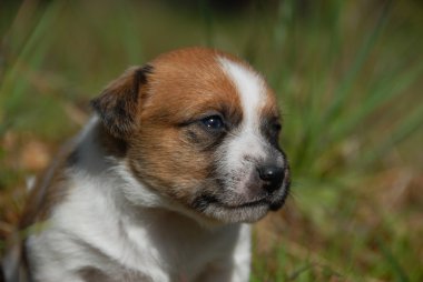 genç yavru jack russel terrier