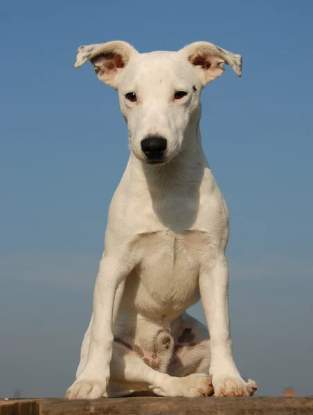Filhote de cachorro Jack Russell terrier — Fotografia de Stock