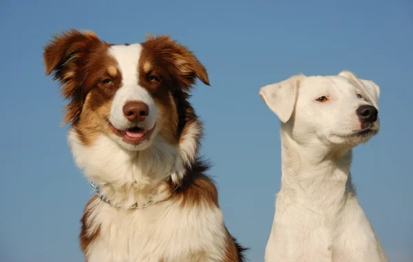 두 친구가 개 — 스톡 사진