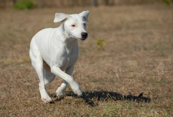 Correr jack russel terrier — Foto de Stock
