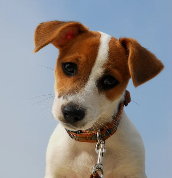 Cachorro jack russel terrier —  Fotos de Stock