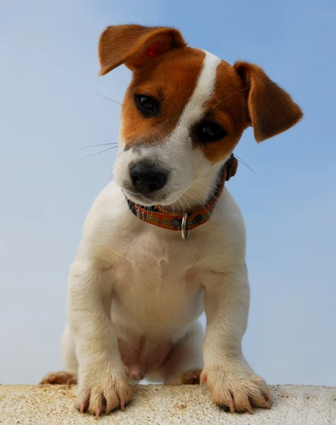 Yavru jack russel terrier — Stok fotoğraf