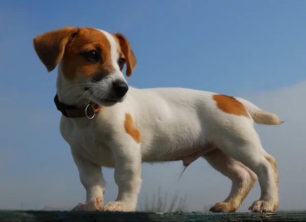 Cucciolo jack russel terrier — Foto Stock