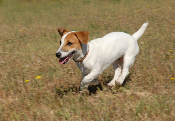 Running jack russel terrier