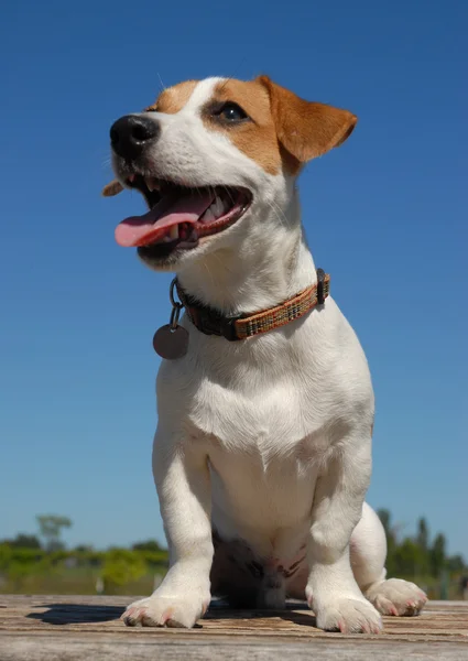 Jack Russel Terrier — Fotografia de Stock