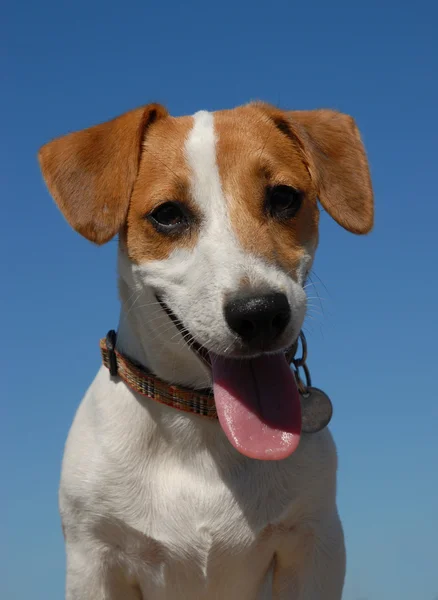 Chiot Jack russel terrier — Photo