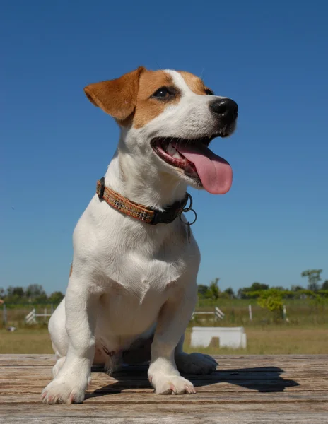 Kutya-jack russel terrier — Stock Fotó