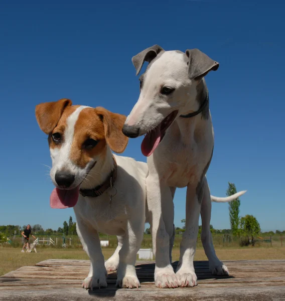 Dos perros — Foto de Stock
