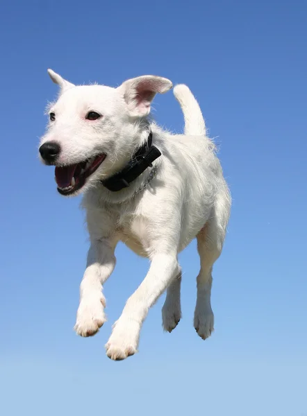 Jumping jack russel terrier — Stok fotoğraf