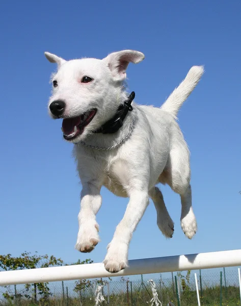 Salto jack russel terrier — Foto Stock