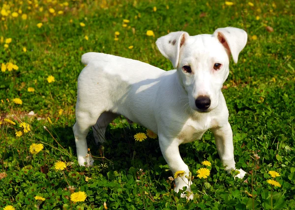Kutya-jack russel terrier — Stock Fotó