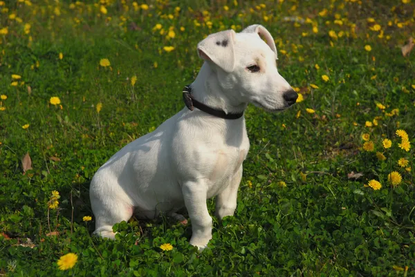 แจ็คลูกสุนัข รัสเซล เทอเรียร์ — ภาพถ่ายสต็อก