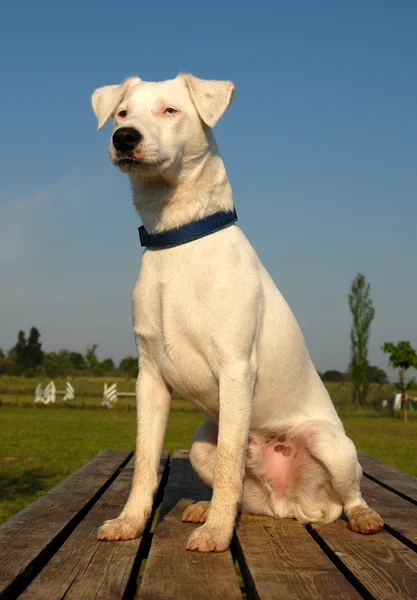 Jack Russel Terrier — Fotografia de Stock