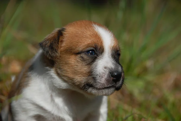 Jeune chiot Jack russel terrier — Photo