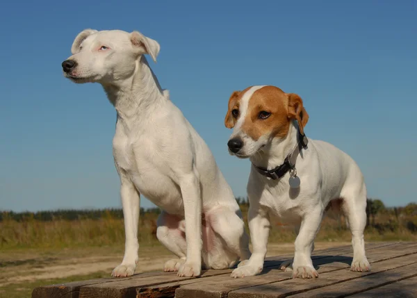 Dos jack russel terrier —  Fotos de Stock