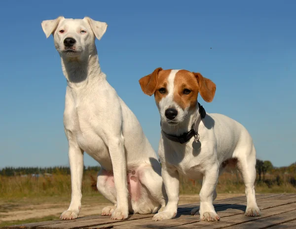 Dos perritos pequeños — Foto de Stock