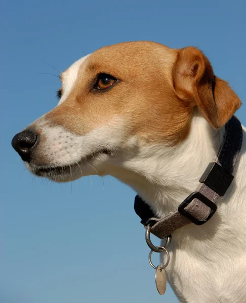 Jack Russel terrier —  Fotos de Stock