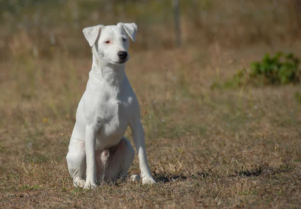 Sentado Jack Russel terrier — Fotografia de Stock