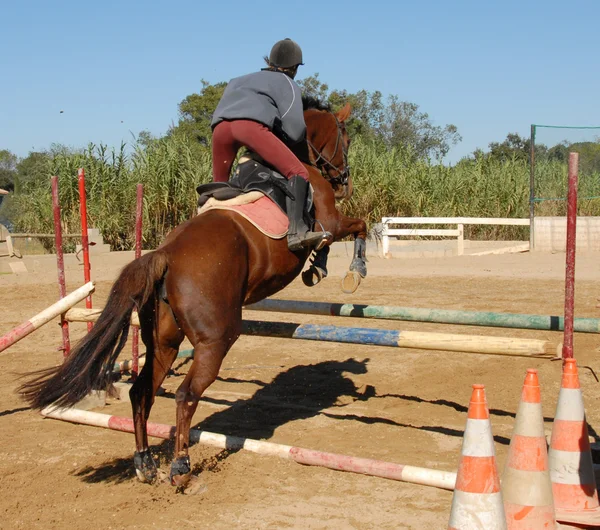 Jumping brown horse — Stock Photo, Image