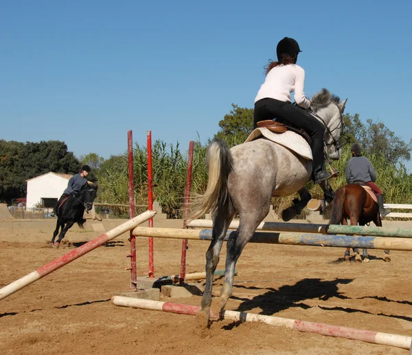 Saltando cavalo cinza — Fotografia de Stock