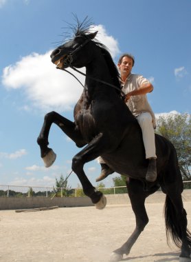 Stallion yetiştirme