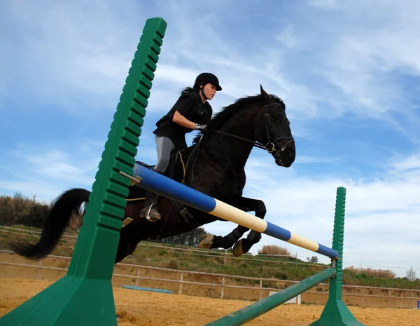 Cavallo che salta — Foto Stock