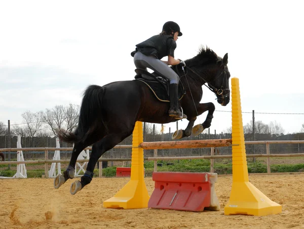Cavalo saltador — Fotografia de Stock