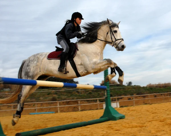 Прыгающая лошадь — стоковое фото