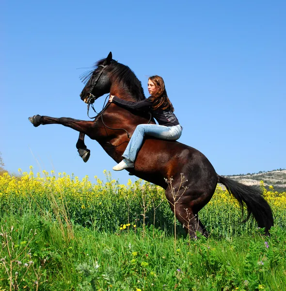 Виховання кінь — стокове фото