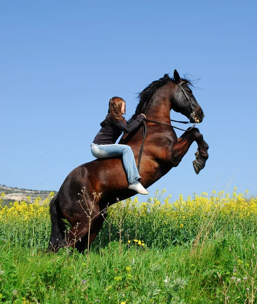 Виховання кінь — стокове фото