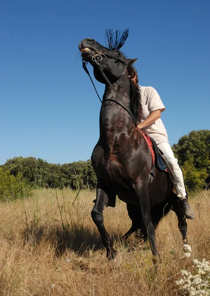 Cavallo impaurito — Foto Stock