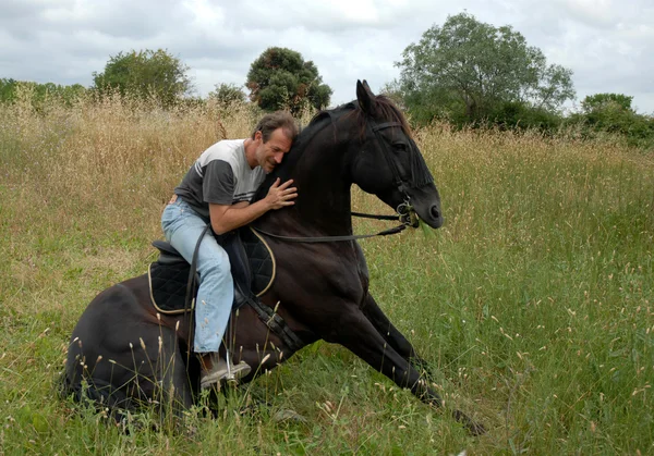 Сидячи кінь — стокове фото