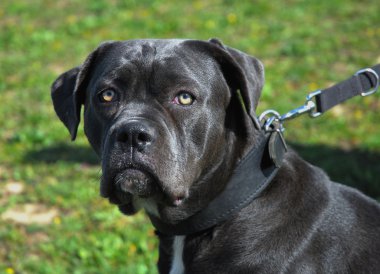 Cane corso