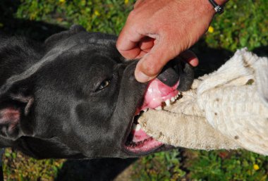 Cane corso ısırma