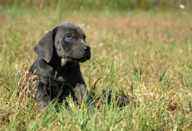 Little dog in a field clipart