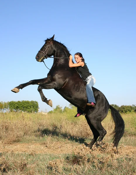 Cavalo de criação — Fotografia de Stock