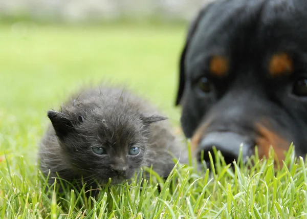 Kissanpentu ja rottweiler — kuvapankkivalokuva