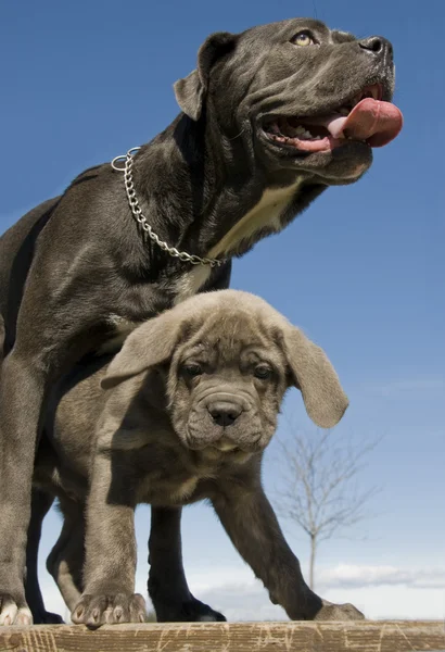 Italiano mastim mãe e cachorro — Fotografia de Stock